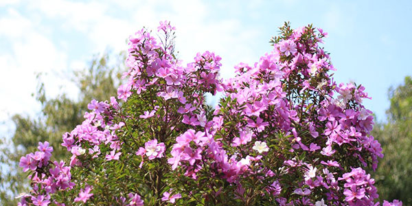 rhododendron