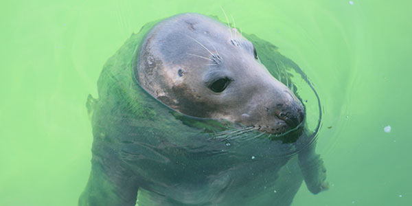 seal in the sea