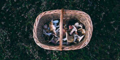what to do in cornwall foraging