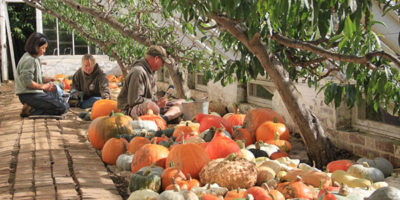 Pumpkin Harvest