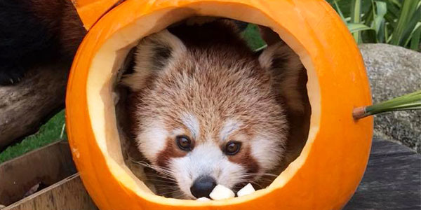 red panda at Paradise Park