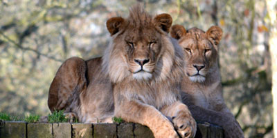 Lions at Newquay Zoo