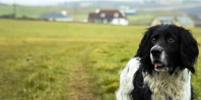 Dog Friendly Walks St Ives