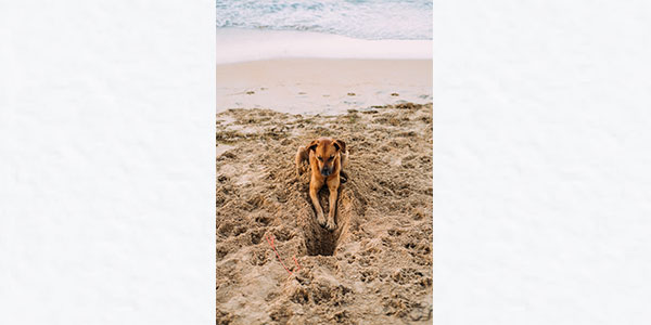 dogs go free in march