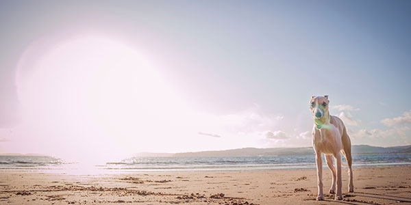 dogfriendly accomodation St Ives