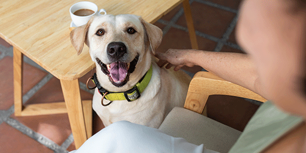 Dog-In-Cafe-Happy