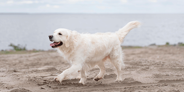 Happy-Pooch-On-Beach-Walk