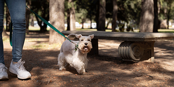 Dog-Walking-On-Lead-Out-and-About