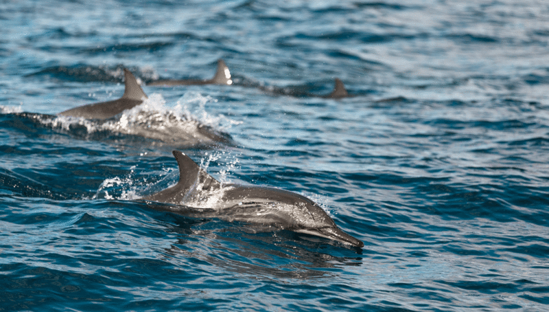 dolphins_stives_swimming_cornwall_stivescornwall_saillofts_sailloftsstives_selfcatering_accommodationstives_marinelifeinstives_stivessealife_Stivesdolphins