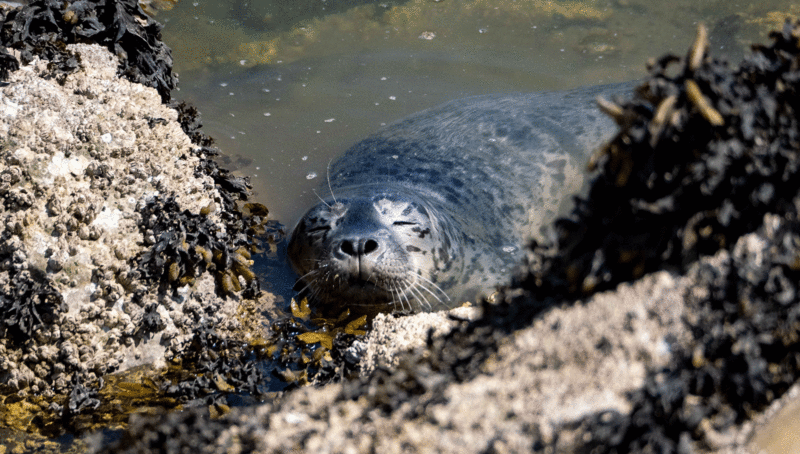 Seal_Chilling_StIves_Cornwall_Stivescornwall_marinelife_spottinginstives_cornwallseals_stivesseals