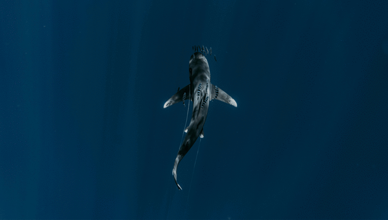 sharks_sharksinstives_baskingsharks_stivesharbour_accommodationinstives_selfcatering_cornwallstays_stayincornwall_stayinstives