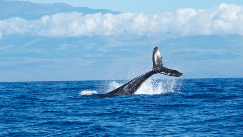 whales_whalewatching_stives_cornwall_visitstives_visitcornwall_selfcatering_selfcateringstives_accommodationinstives